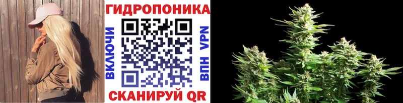 Каннабис семена  ссылка на мегу зеркало  Снежногорск 